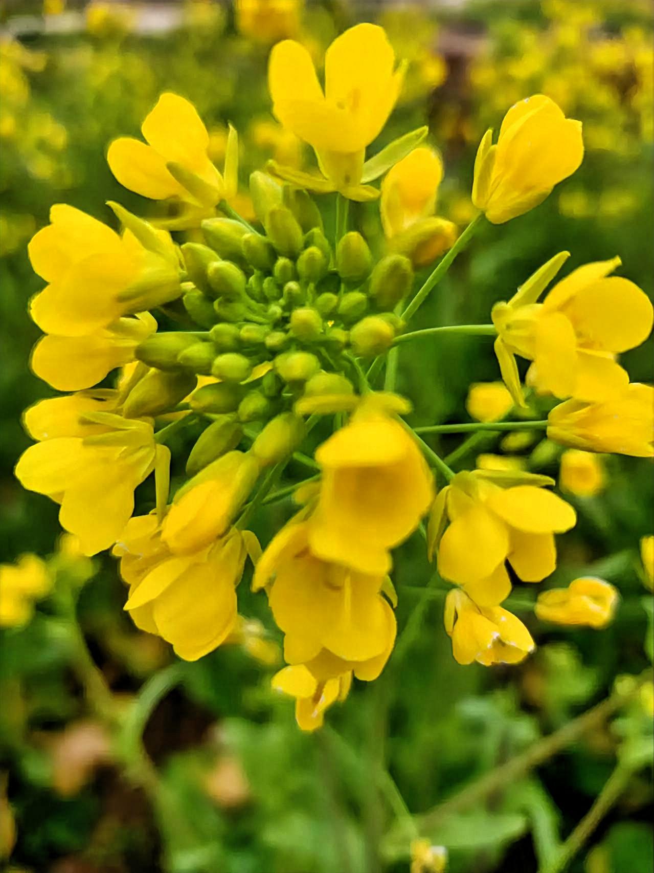 这朵油菜花也太有春天那味儿了！嫩黄的花瓣层层叠叠，簇拥着中间翠绿的花骨朵，看着鲜