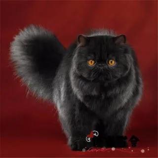有一首歌《波斯猫》，似乎是冥冥中的神秘预言：
“他总是忽冷忽热 忽远忽近
他可以
