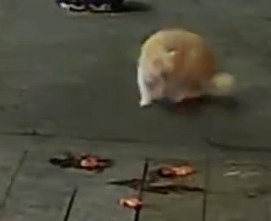 烤鱼店老板投喂流浪猫躲过一劫 躲过一劫了，剩下就是楼上花盆主人那一劫了！！！不管