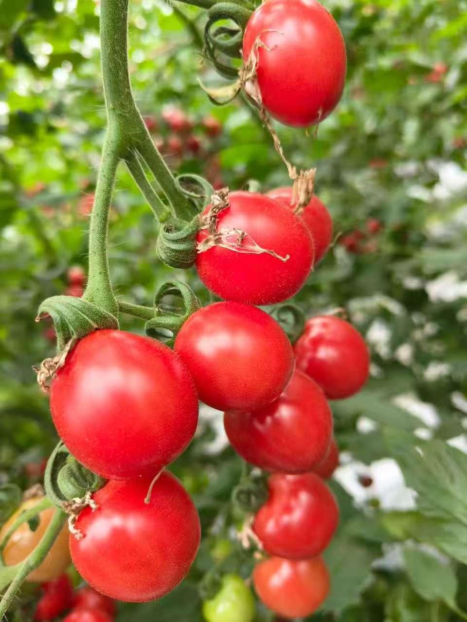 分享一张最近随手拍的照片