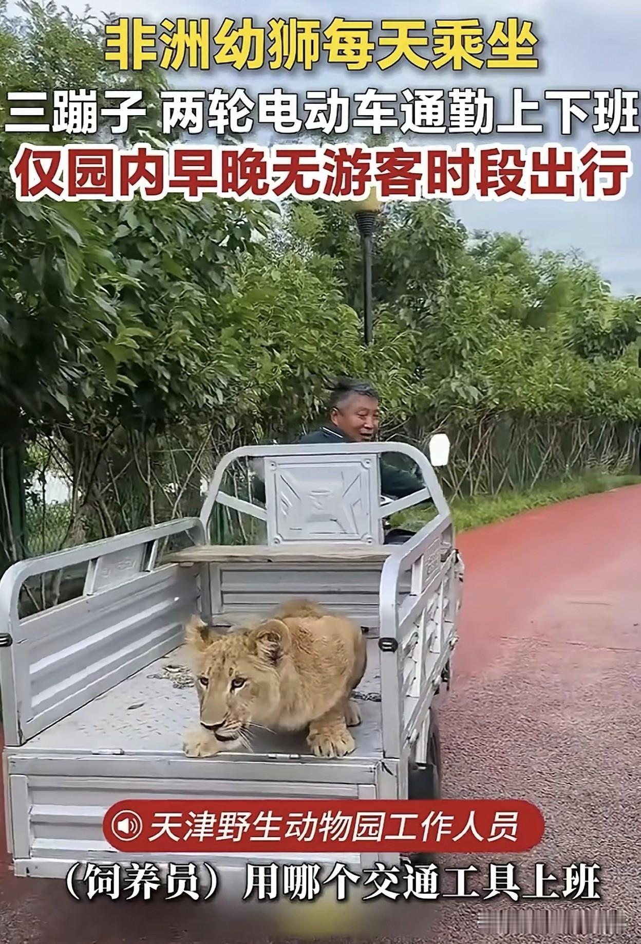 笑翻了！天津，动物园里的小狮子刚出生就和饲养员一起生活，久而久之混熟了，它反倒学