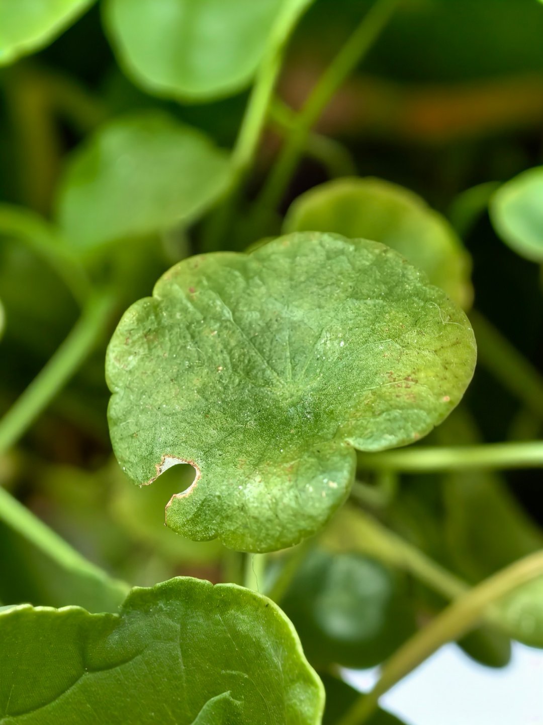 黄金 果然像昨天在球场跟朋友聊天的一样，开年米国又有大动静，黄金又一次被期待，涨