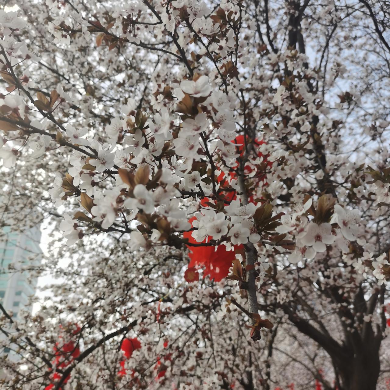 天南地北大拜年春天来了，百花齐放，看看这是什么花