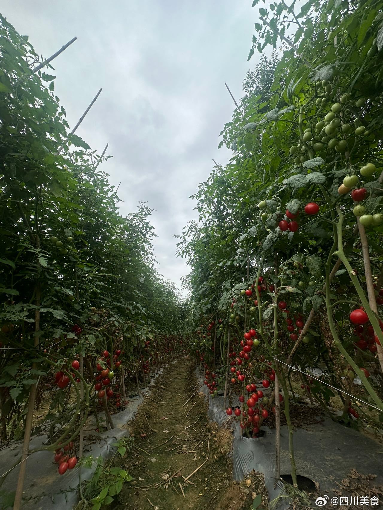 刮油的小番茄降价啦，是水果也是蔬菜，攀枝花高山露天种植自然成熟，全部农家肥施肥，