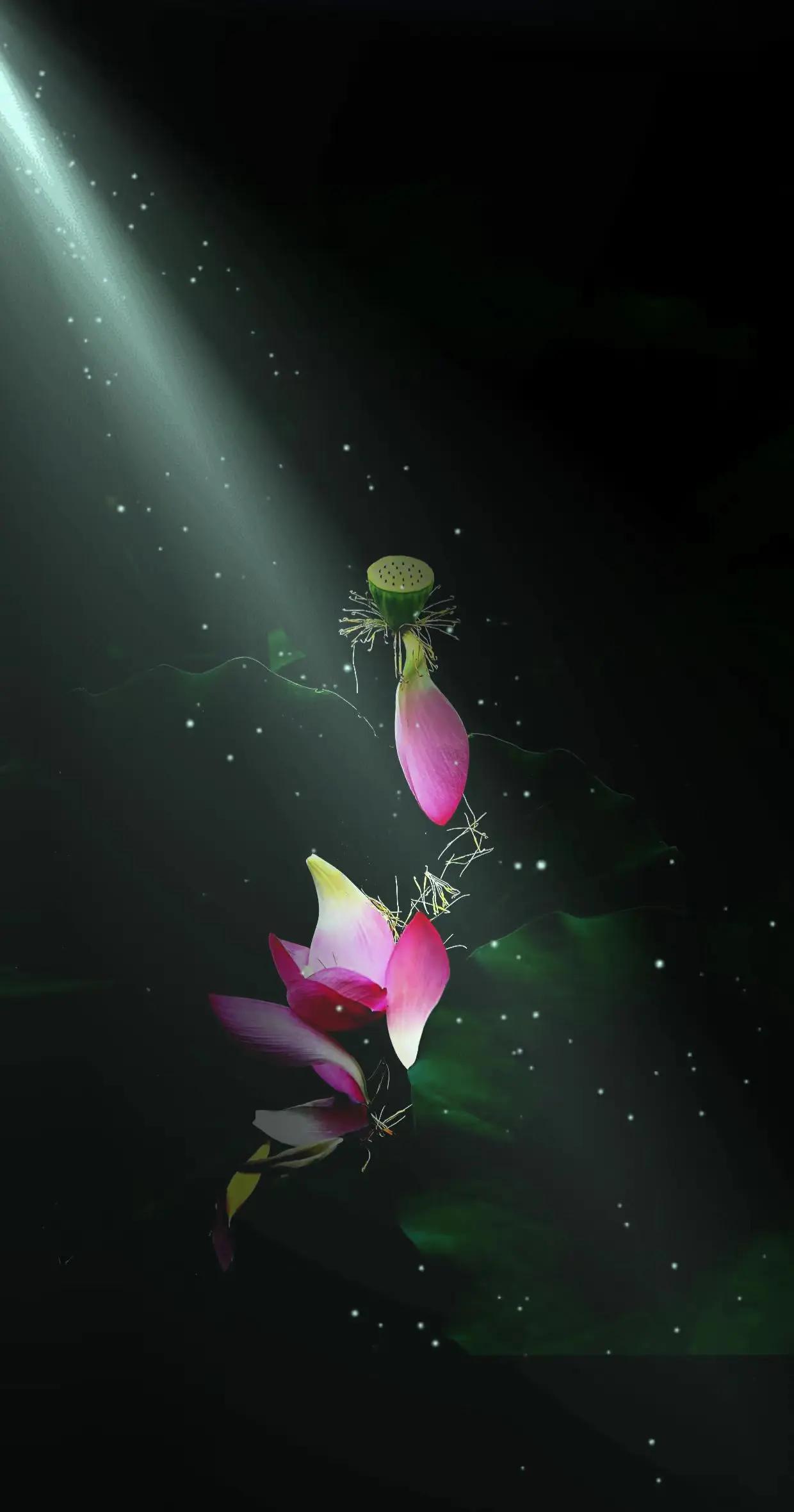 花残之韵。荷花素材图