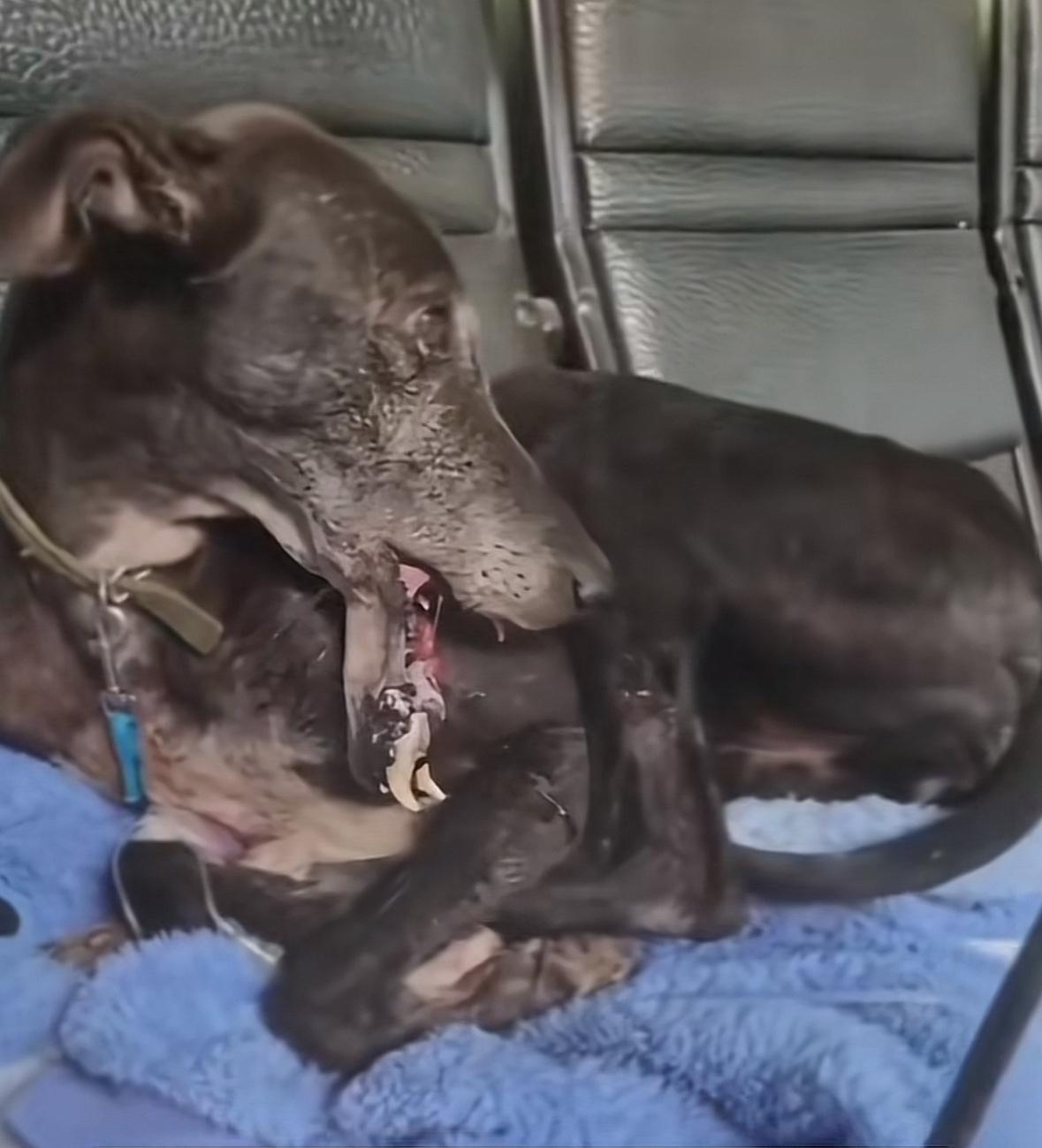 汪汪死死咬住炸弹，救出三个孩子，却被炸掉下巴，致敬无言英雄！它的心思都写在了脸上