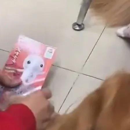 今天这事儿可真是太有意思了，广东深圳的吴女士带着狗狗出门遛弯，一个没注意，脚底下