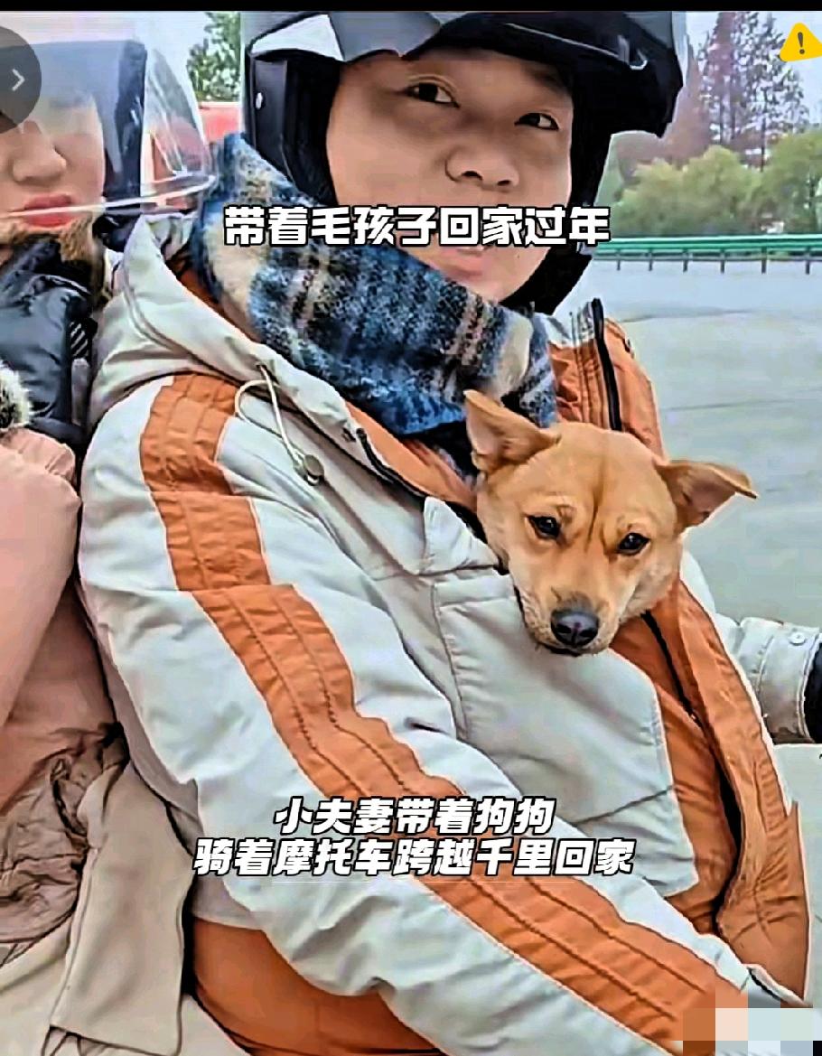 2000公里的骑行守护！
打工夫妻把流浪狗揣进怀里带回家，这一幕直接戳中了无数人