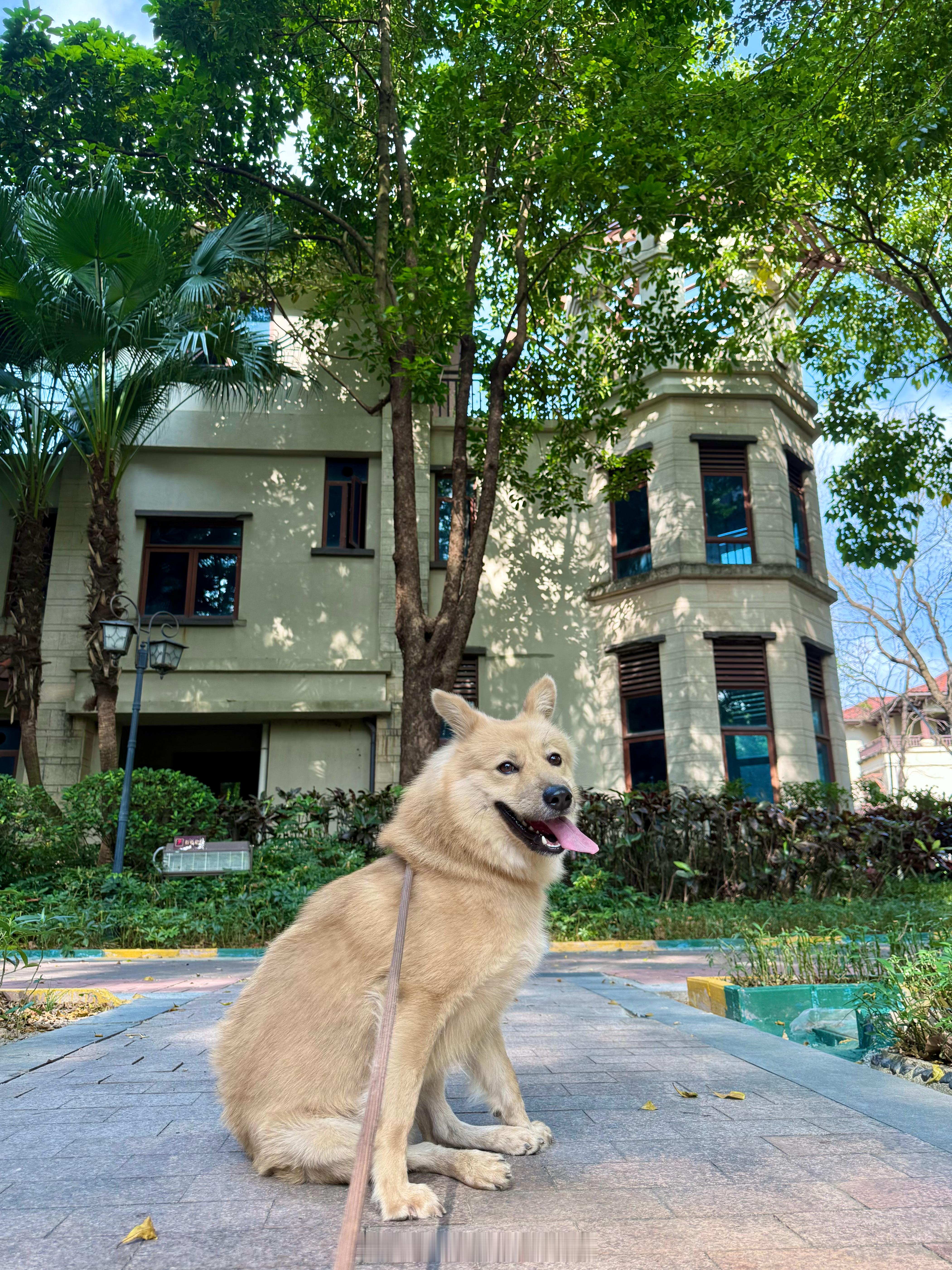 萌宠[超话]我的狗狗叫球球我的狗狗叫余球球宠物日常中华田园犬 球球：这个角度坐着