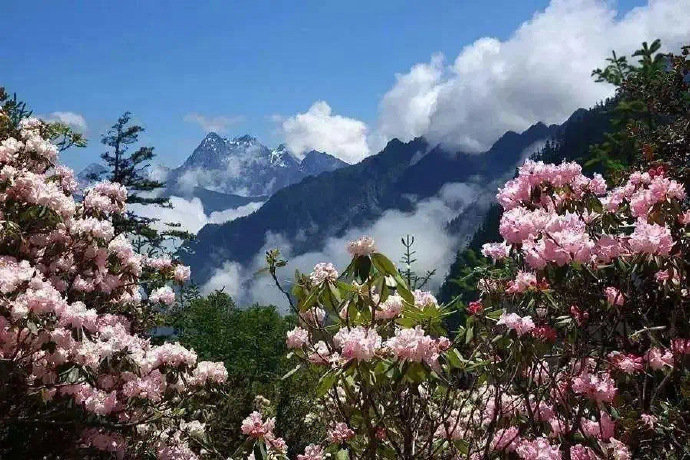 毕棚沟，四月的雪山花海，是一年一次不可错过的视觉盛宴，像一幅浪漫的画卷，青山绿水