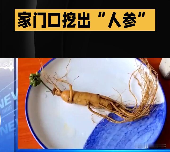 “土人参“你见过吗？如果误食是会中毒的。千万不要遭受无知的罪了。
最近，杭州富阳
