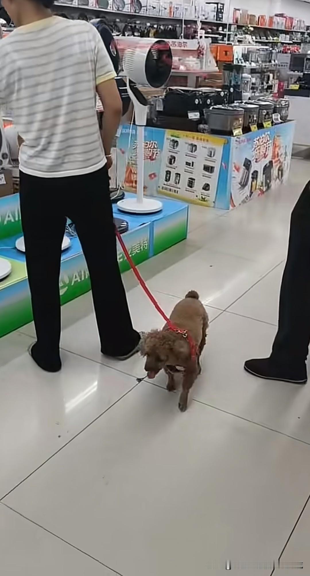 为什么狗不能进超市？这是江西抚州的网友在临川新城的一家超市拍到的，狗主人带着毛孩