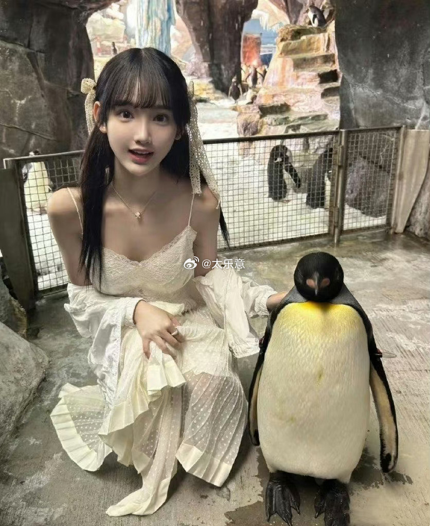 今天来看企鹅 ​​​