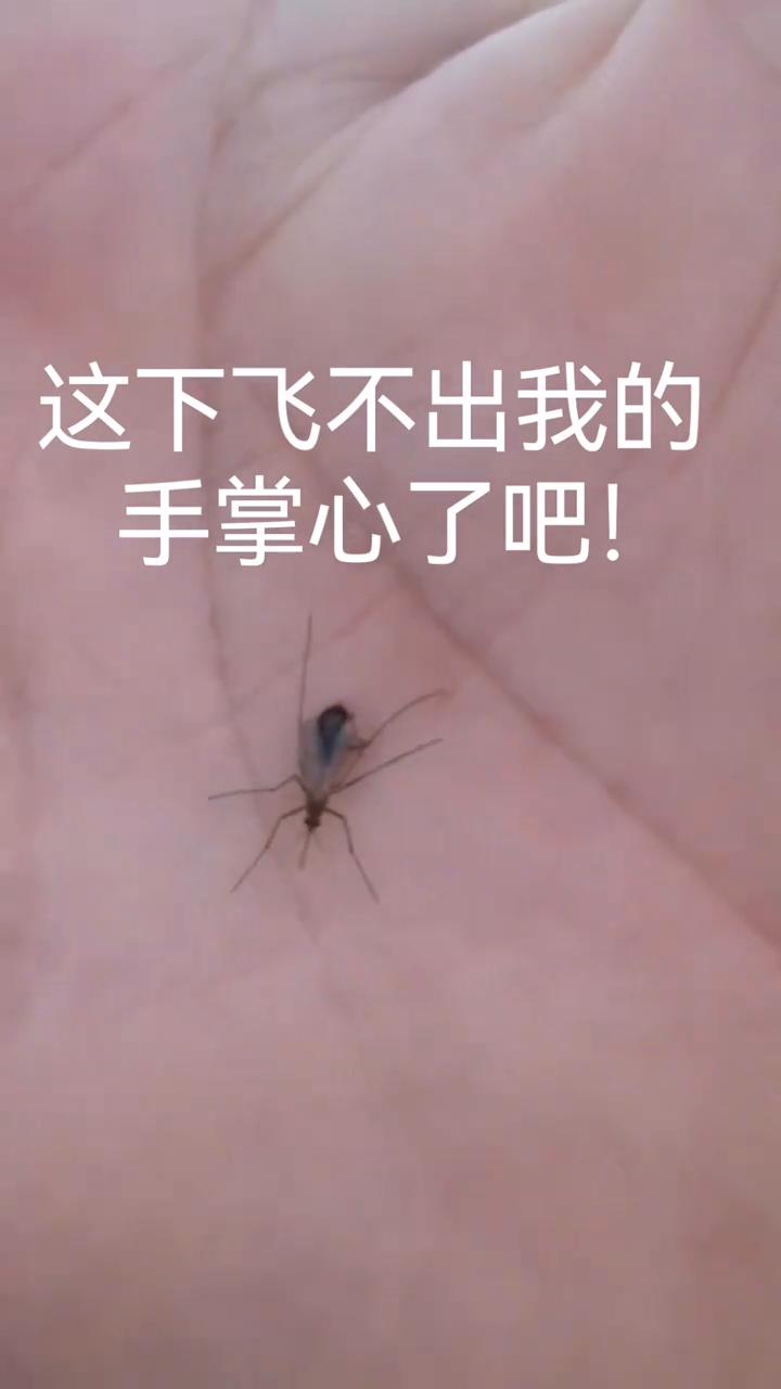 这下飞不出我的手掌心了吧！
