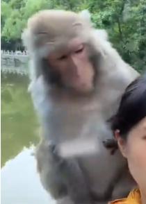 笑不活了，贵州，一女子在头发上粘了几颗苍耳，找到一旁的猴子求助，不料，猴子见状，