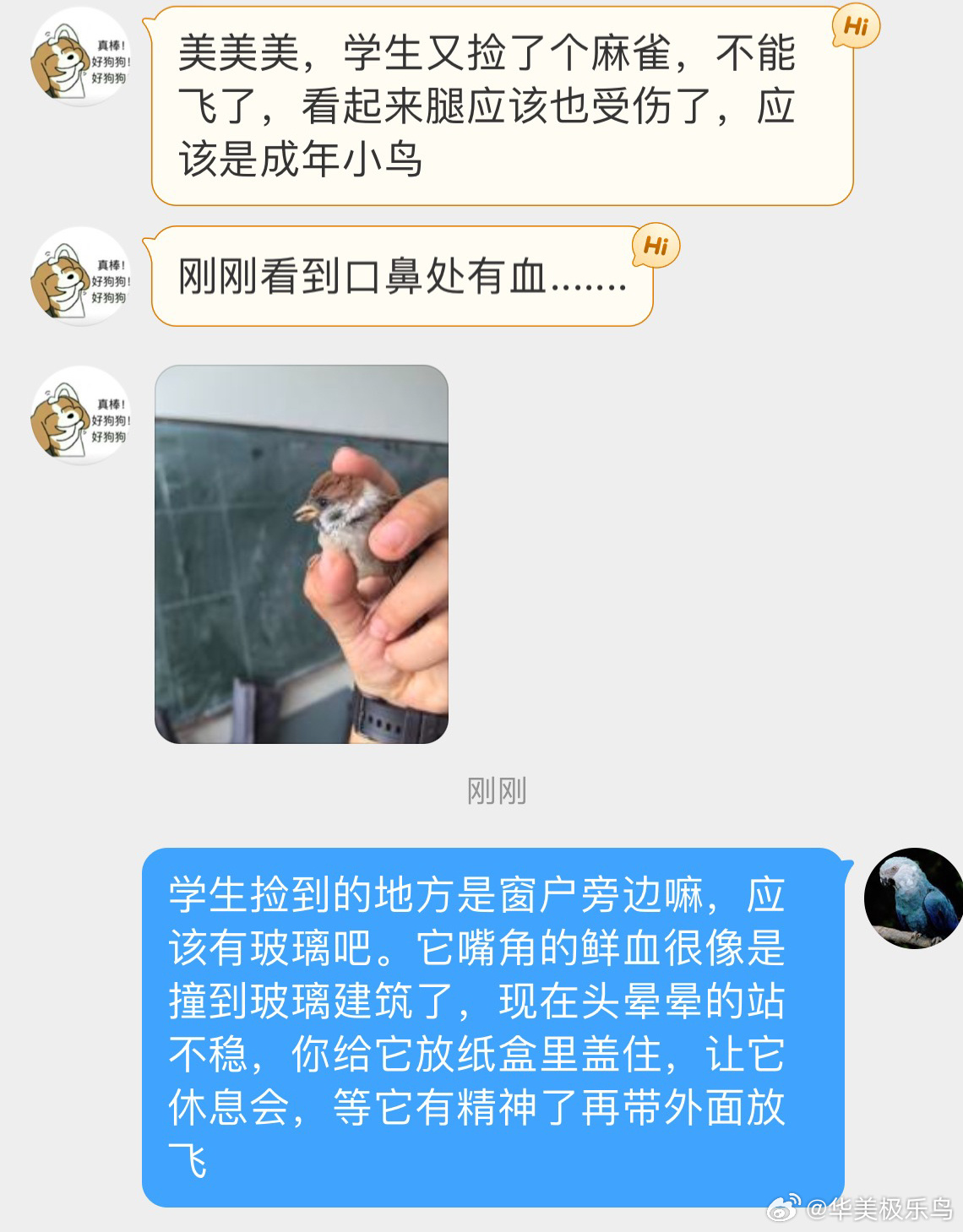 #鸟粉投稿# 学生捡到的一只小麻雀 嘴角的鲜血大概率是撞玻璃导致的，现在头晕晕的