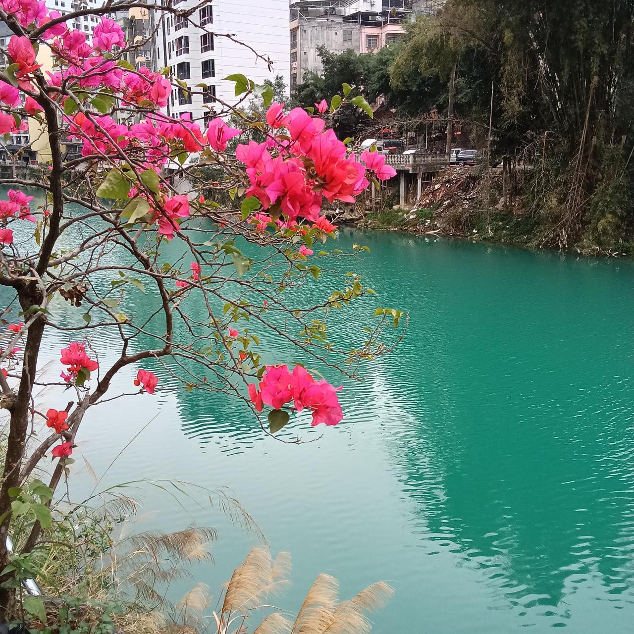 活到60年，不知道自己的人生理想是什么，但知道自己一直喜欢鲜花。会自己养花，会培