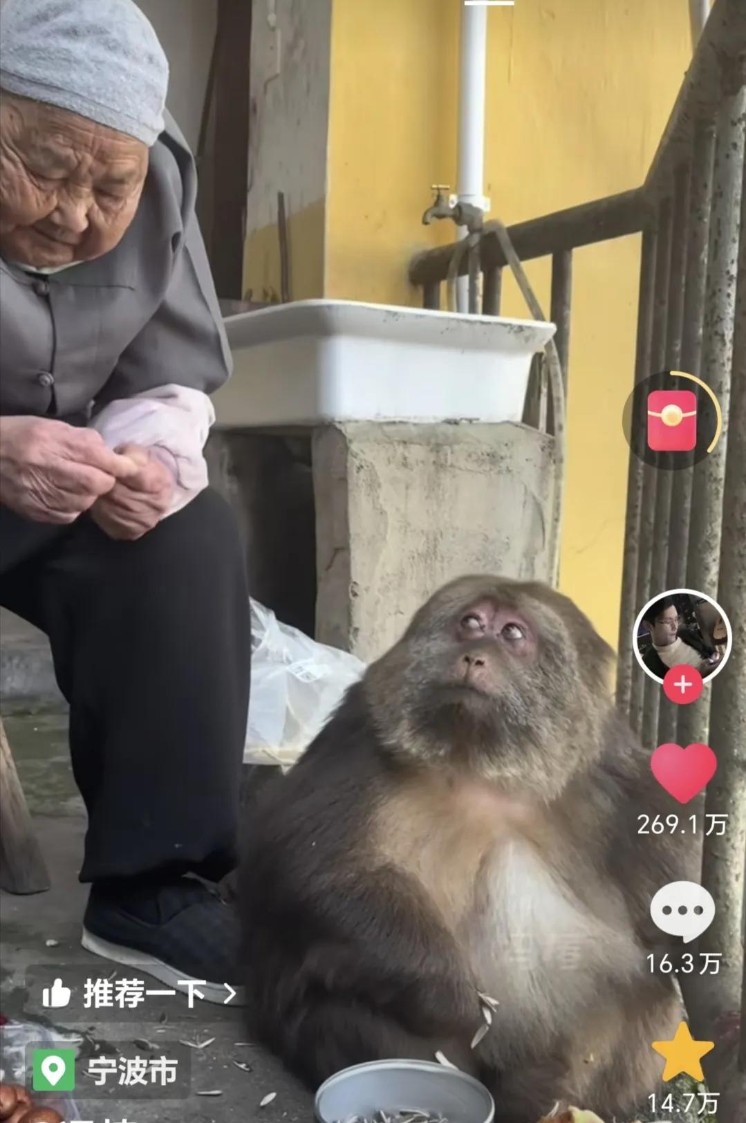 猴子和老奶奶同框的照片太温馨了，喜欢！
冬日暖阳下，老奶奶悠闲的磕着瓜子，猴子抬