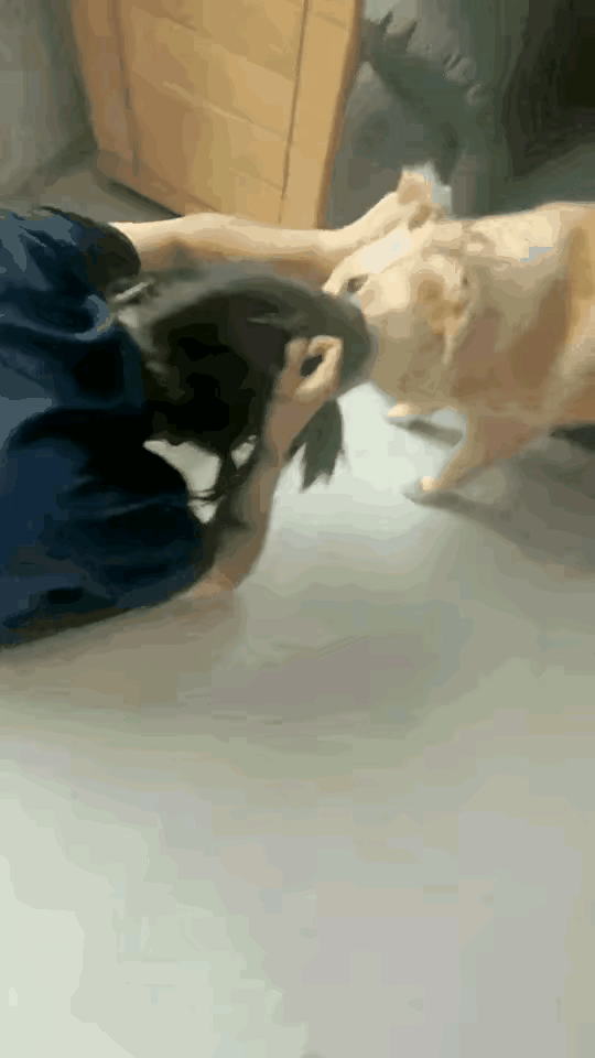 爱狗女子“翻车”！自己一手养大的狗狗，也不知哪根神经搭错，突然咬着女主人头发，任