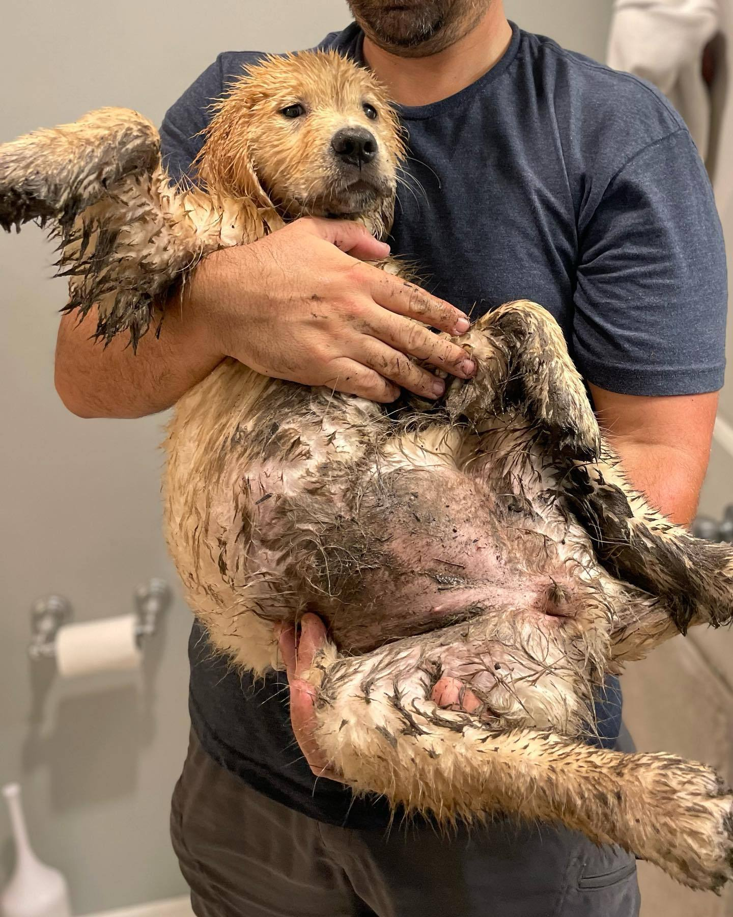 小金毛：爸爸，是我，小金毛，你不认识我了吗！你不要我了吗！你还爱我的吧！ 