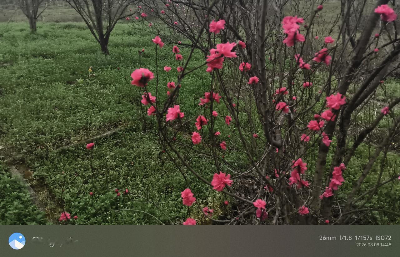 信者恒信，不信者恒不信。岛上所谓的民调，都是为某个政党特定的选举目的服务的。看看