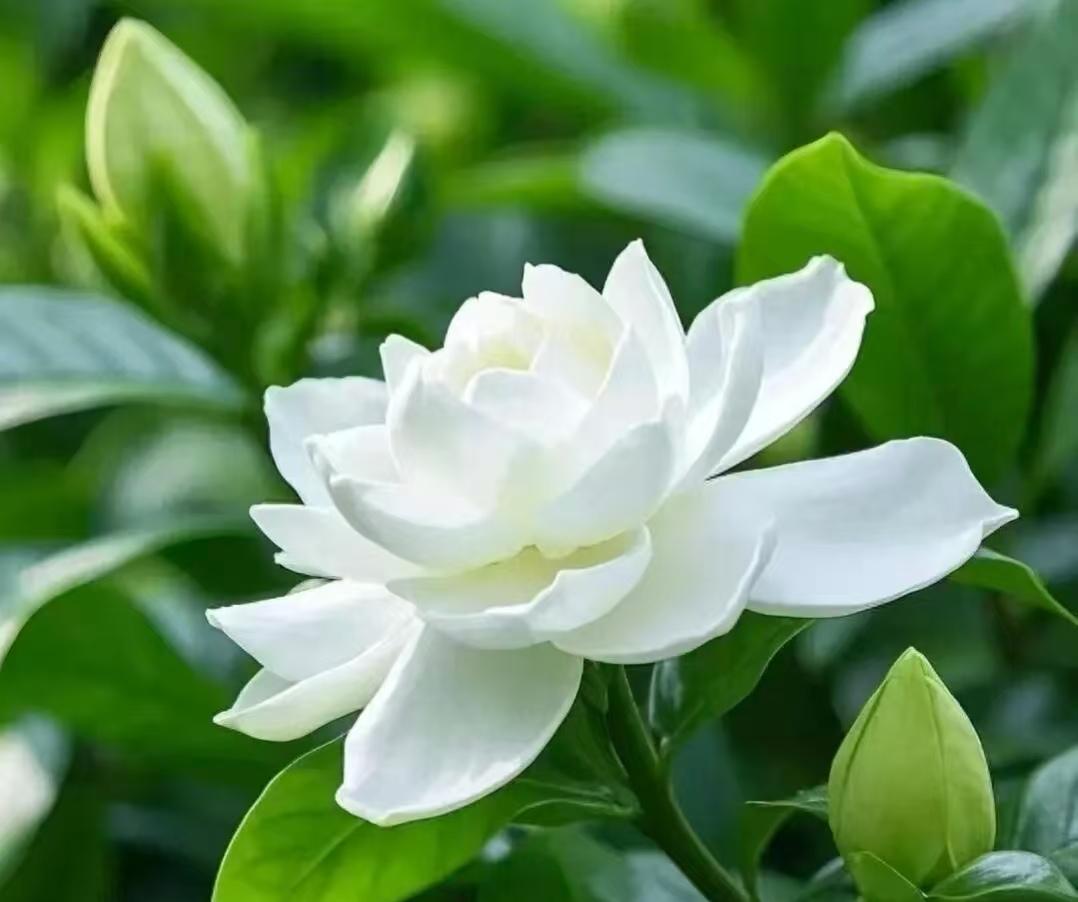 不问浮生几日醉，只愿当下戏风尘。花好弄春，风好弄夏，一杯往事，花月碎。

风紧，