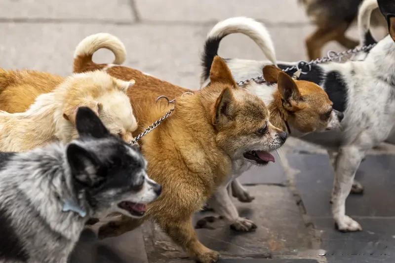 犬伤人入刑争议核心：现有刑法可追责，但无专门罪名，标准模糊、震慑不足；代表建议增