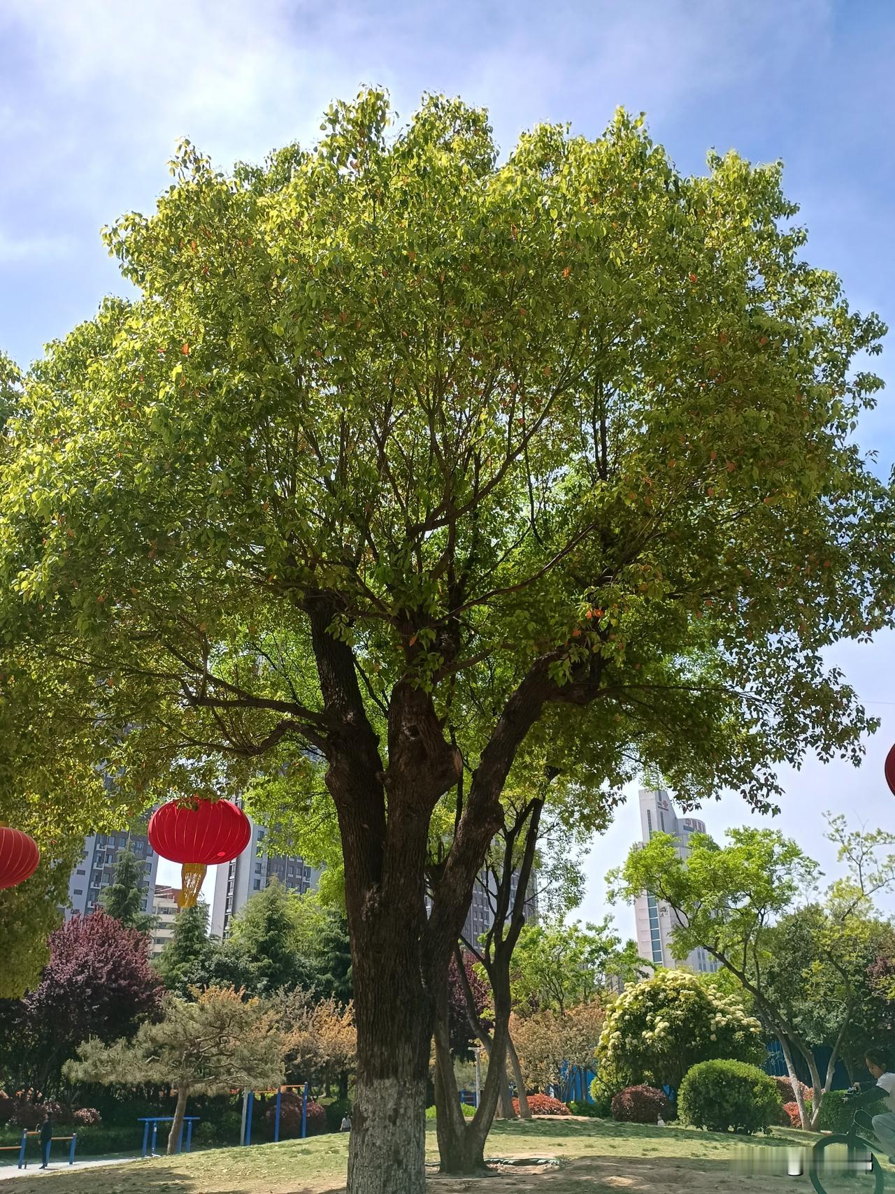 半盏清茶听夜雨，求下联
半盏清茶听夜雨
一杯老酒诵晨风
——在阳光照耀下牡丹如期