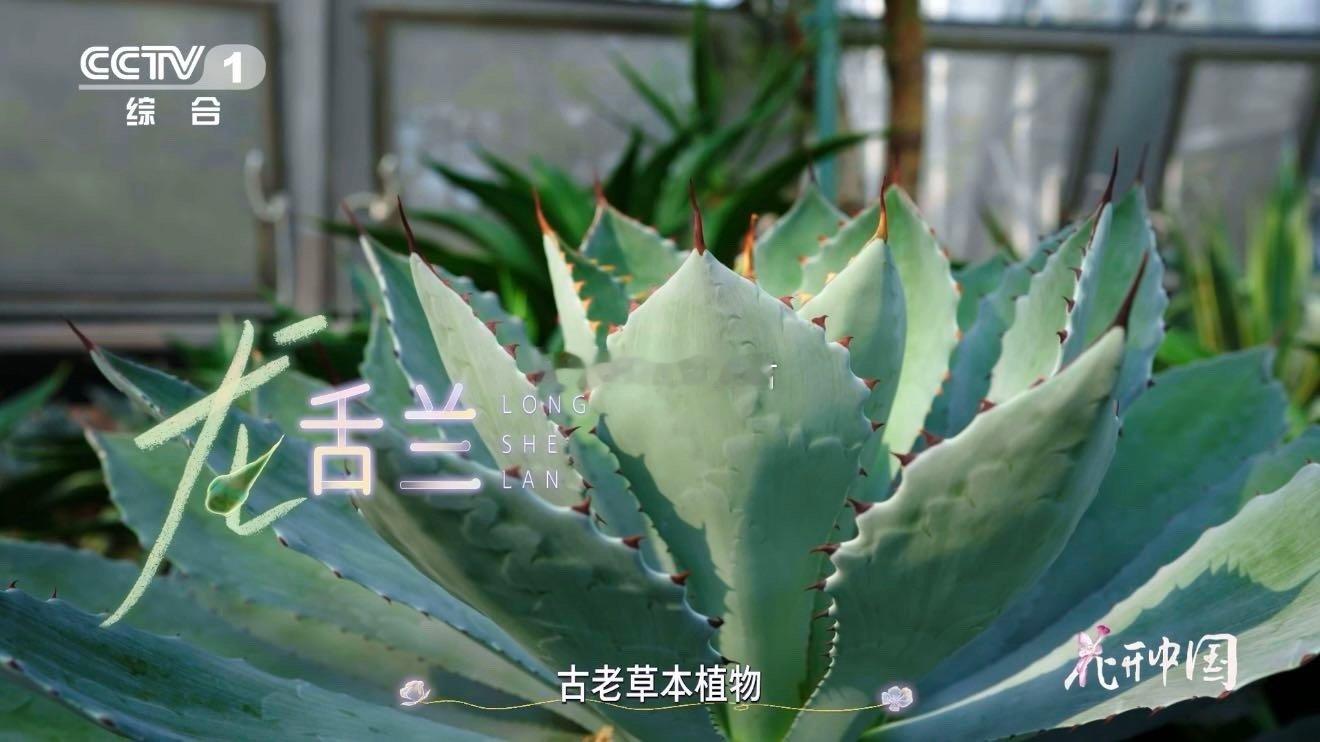 原来这不是芦荟啊龙舌兰一生只开一次花 植物界的浪漫天花板！龙舌兰把一生都献给一次