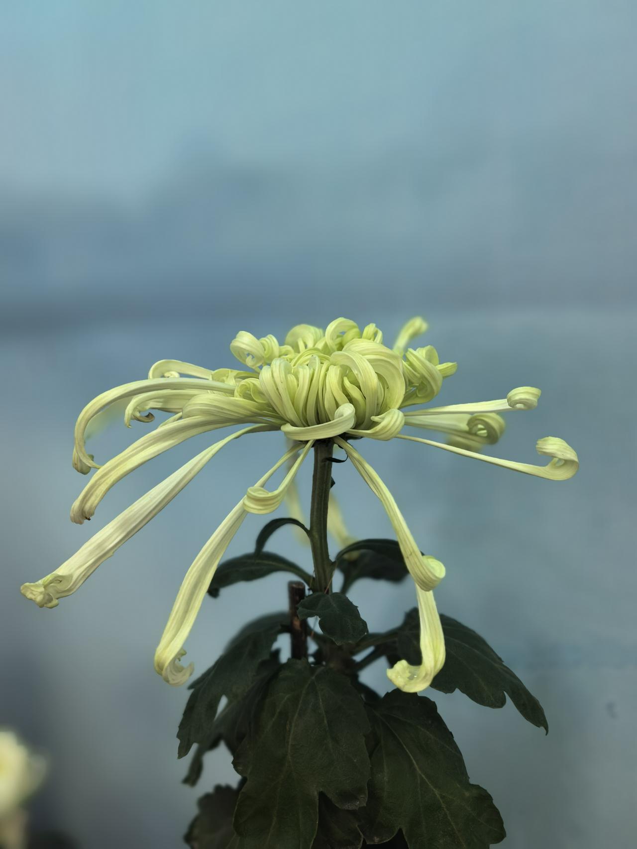 【菊韵（11）】