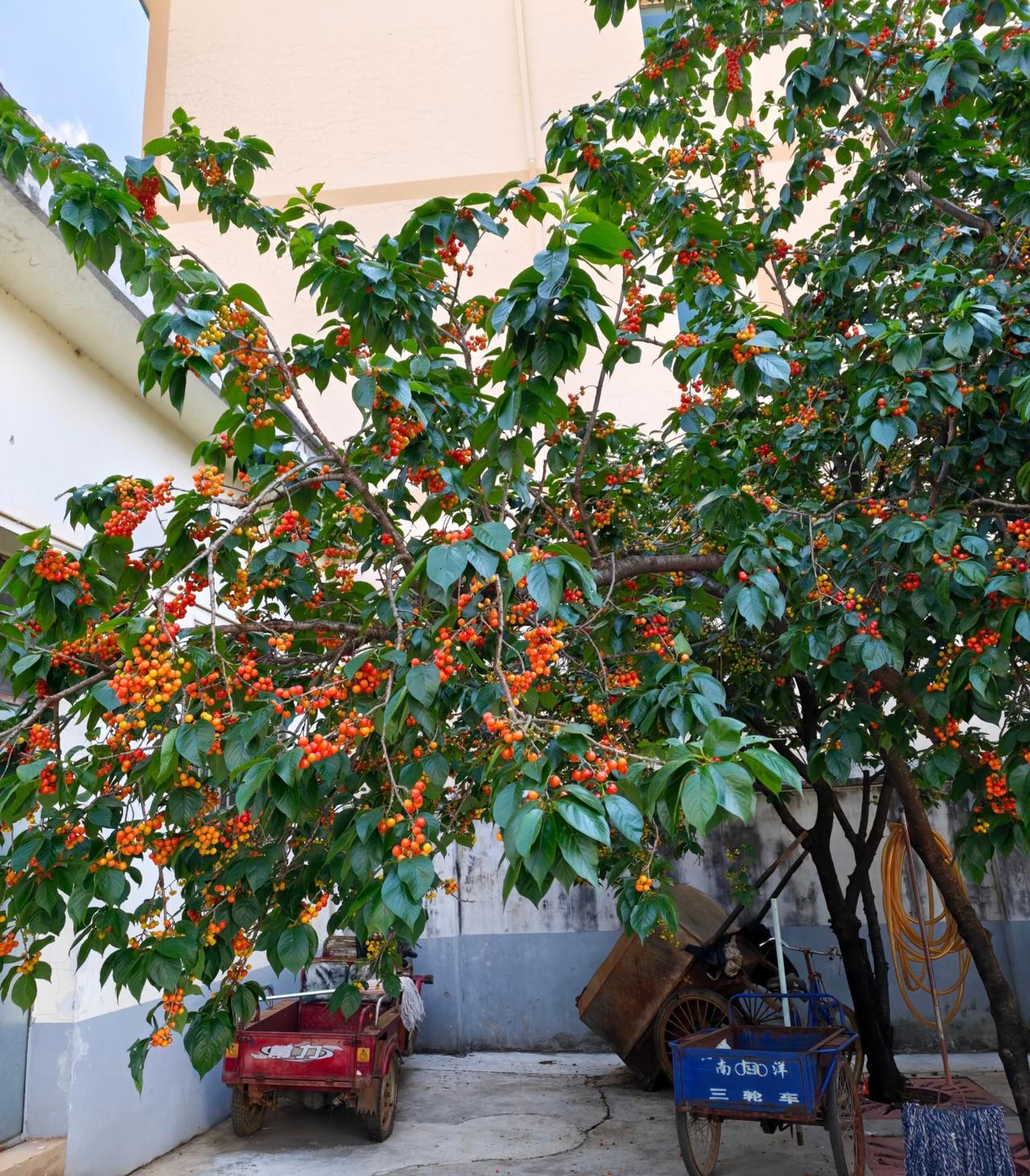 你们老家的小樱桃熟了吗？
今天跟家里打了个视频，
看到院子种的小樱桃已经开始红了