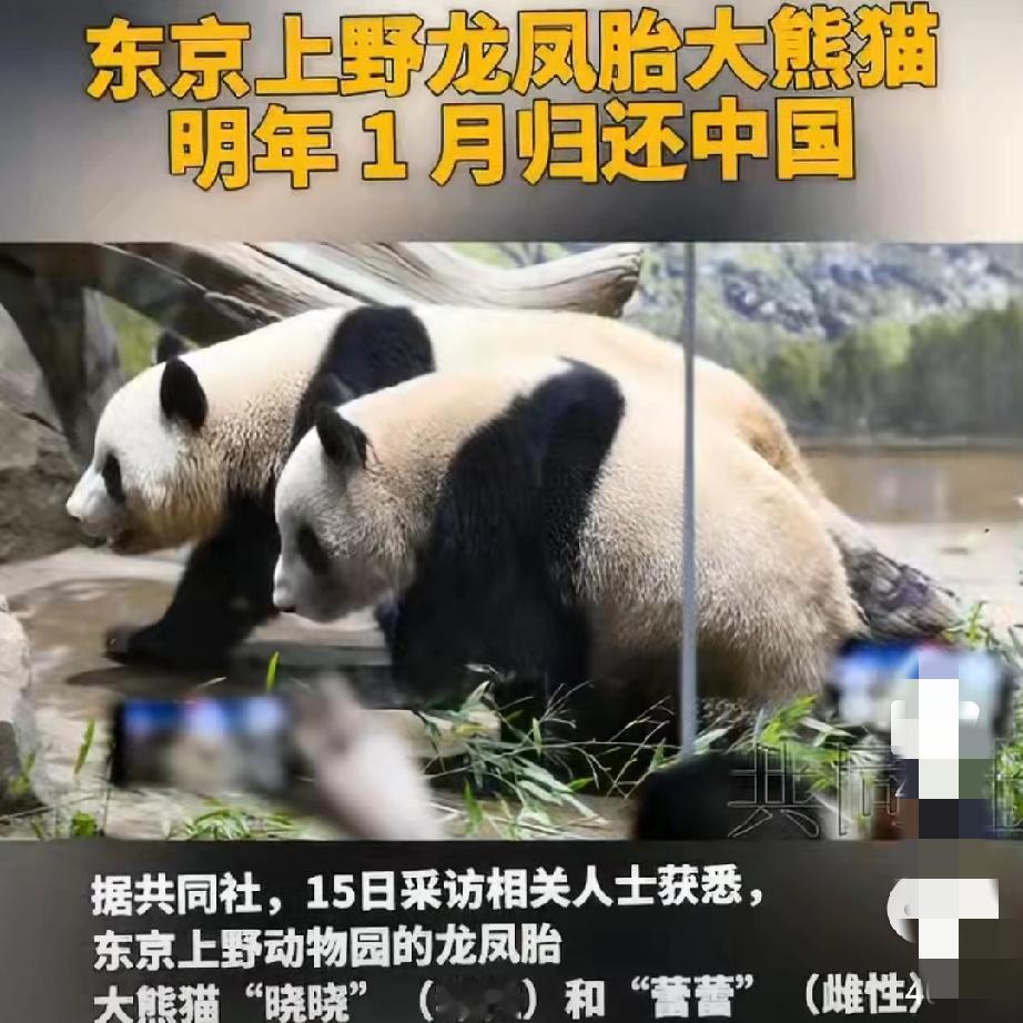 明年1月！东京上野动物园的“顶流”要回家了
 
谁能想到，曾让无数日本人凌晨排队
