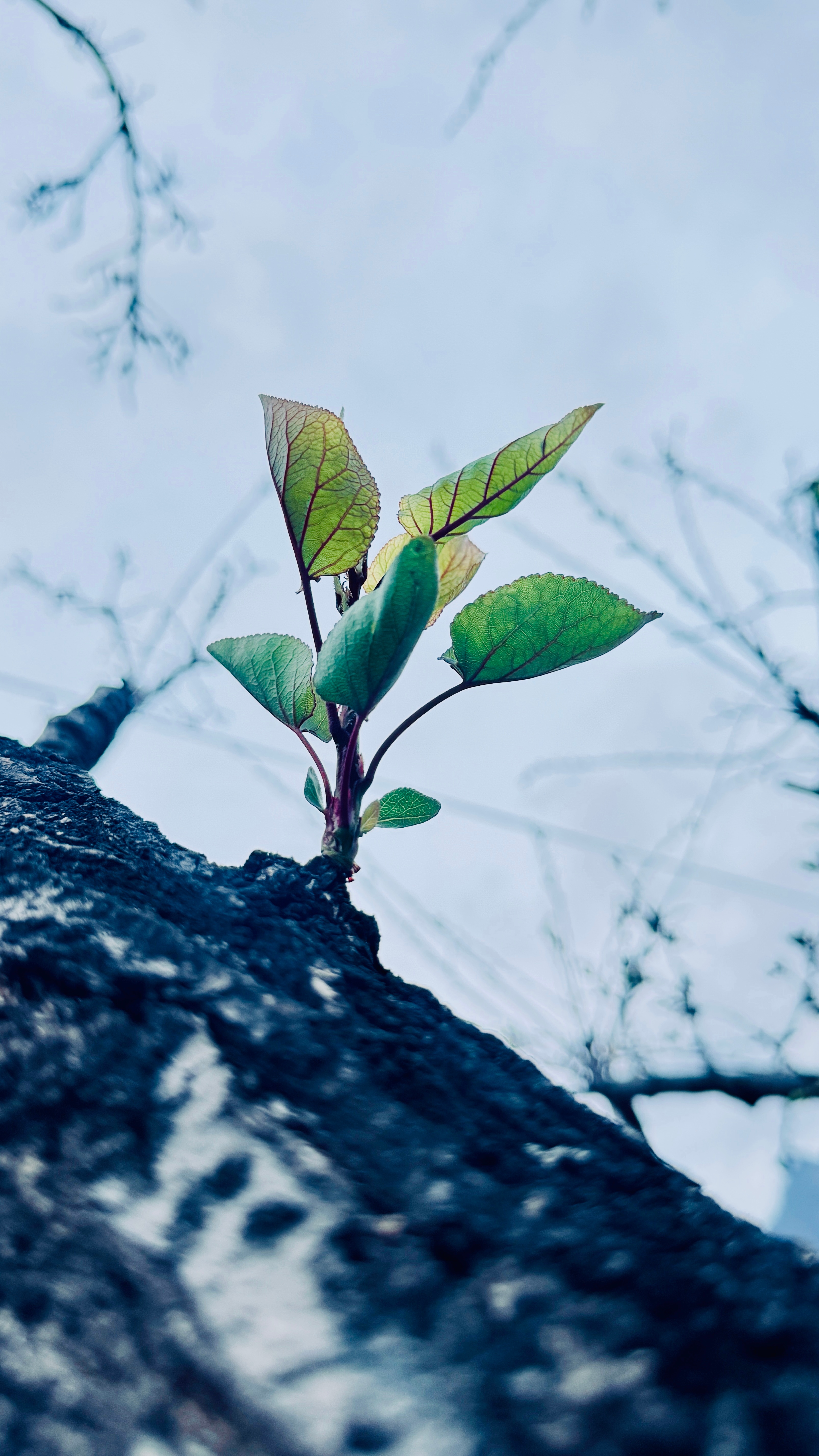 每一朵小花，都是春天的骄傲。好梦~~~ 