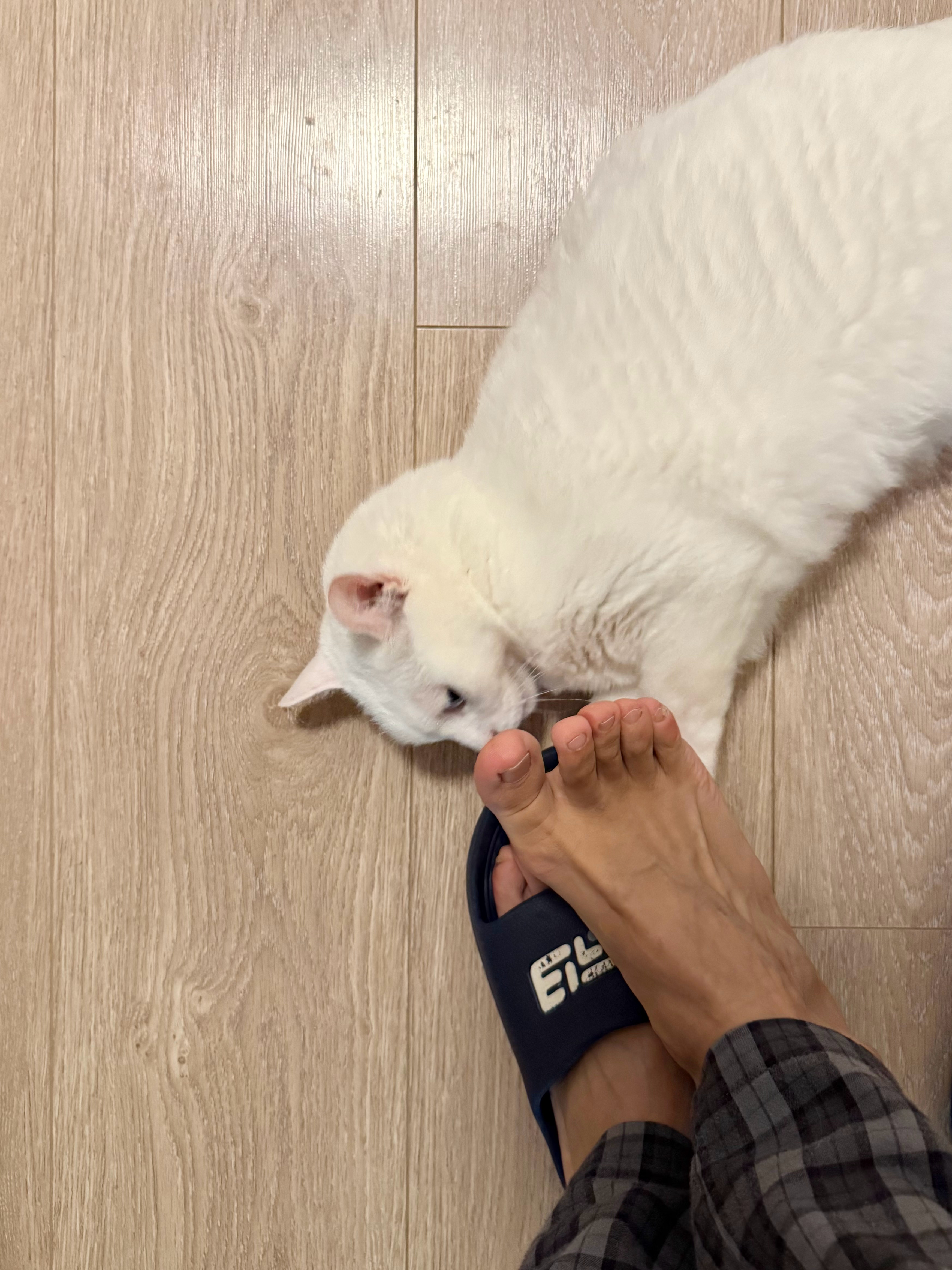 不知道北京的暴雨还会不会下，就没出门，在家陪猫子狗子玩。 