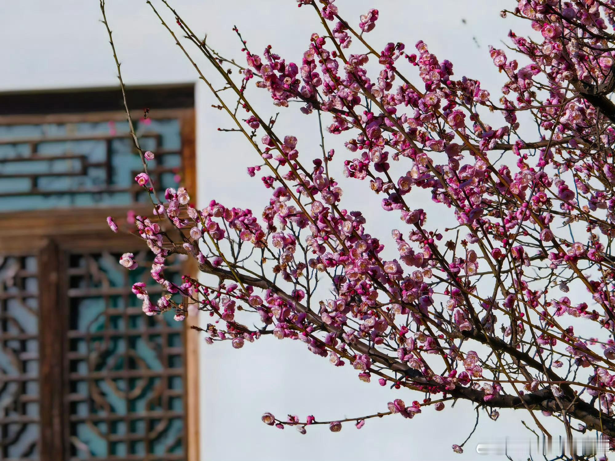 坐着合肥地铁去裳梅合肥植物园迎来最美赏梅季！🌸6000余株朱砂梅、宫粉梅、绿萼