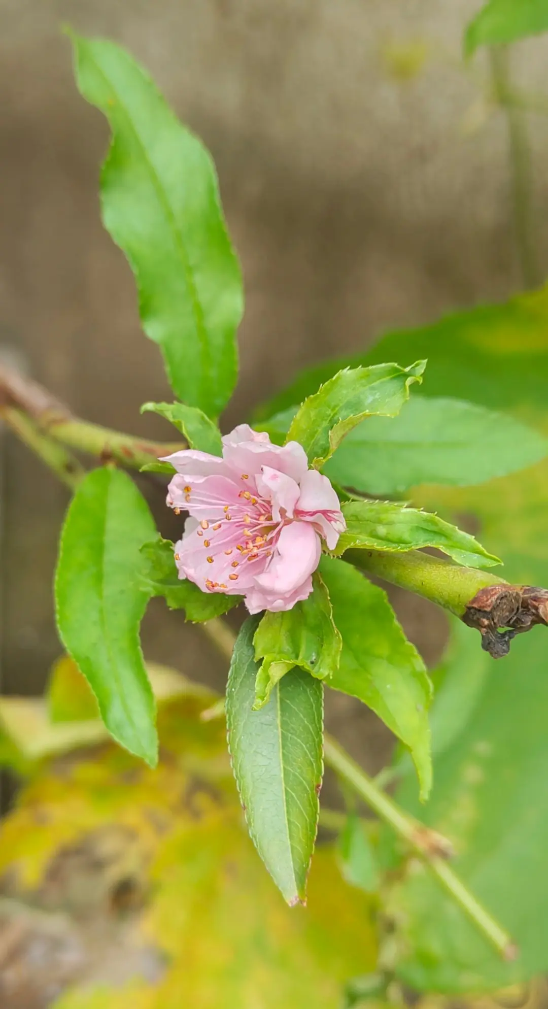欣赏一下九月份开花的桃树。