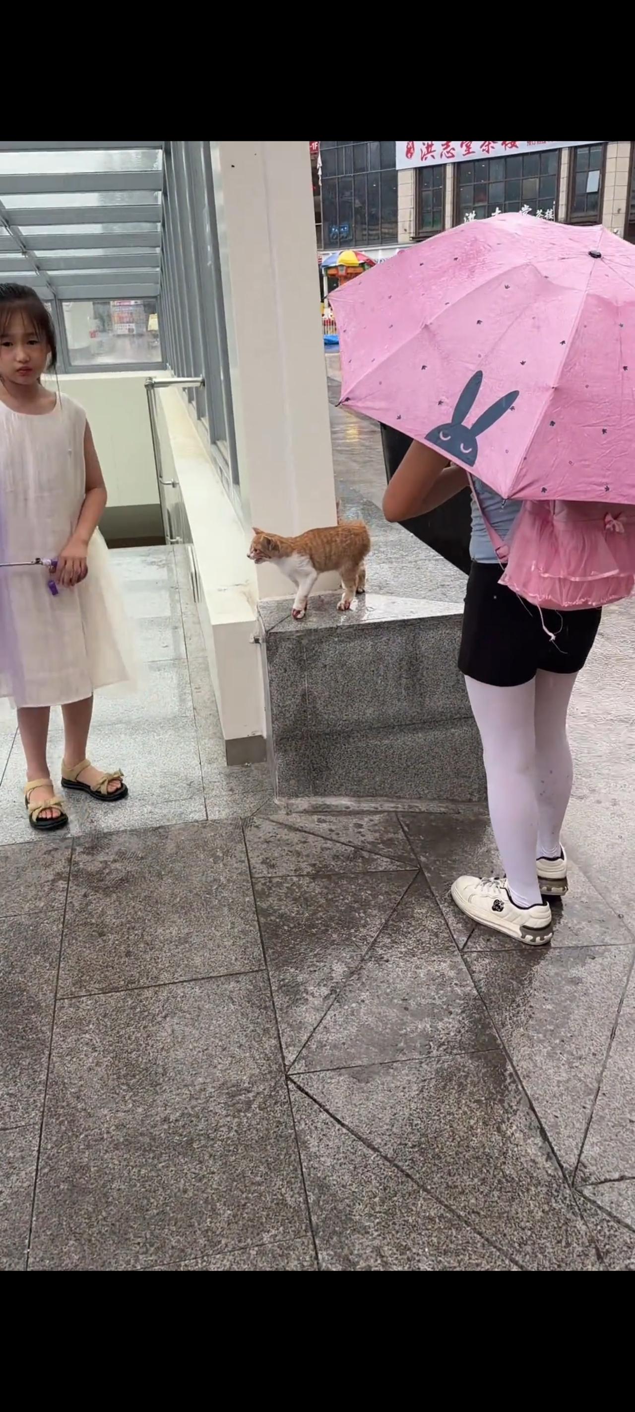小女孩恳求自己的母亲，是否能够救救这只被车辆碾断双腿的流浪猫，此时的她非常的可怜