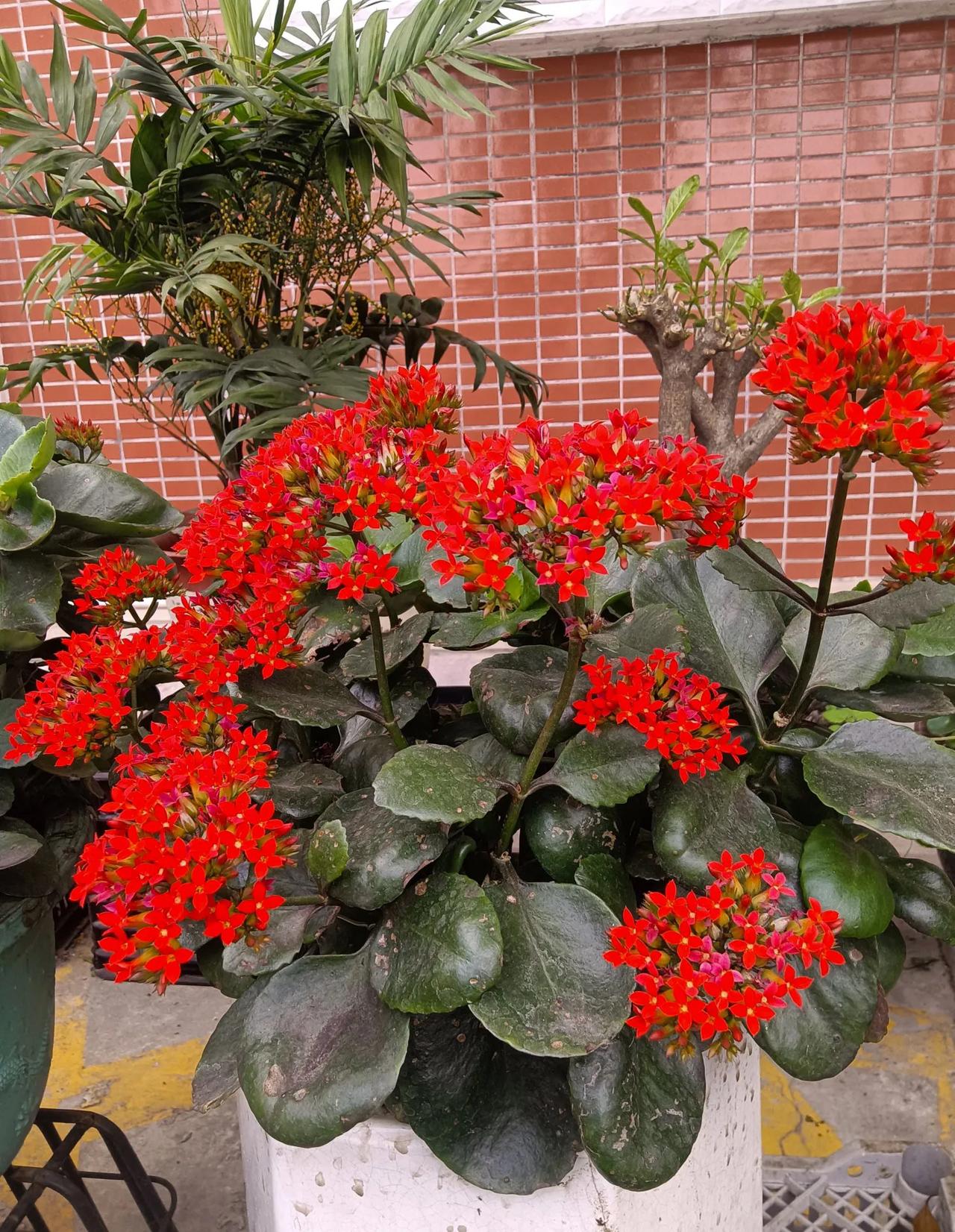 方圆天地晒图：屋边一空地，打理成花园。春节过了，清明来啦。我养的花，还开的挺好！