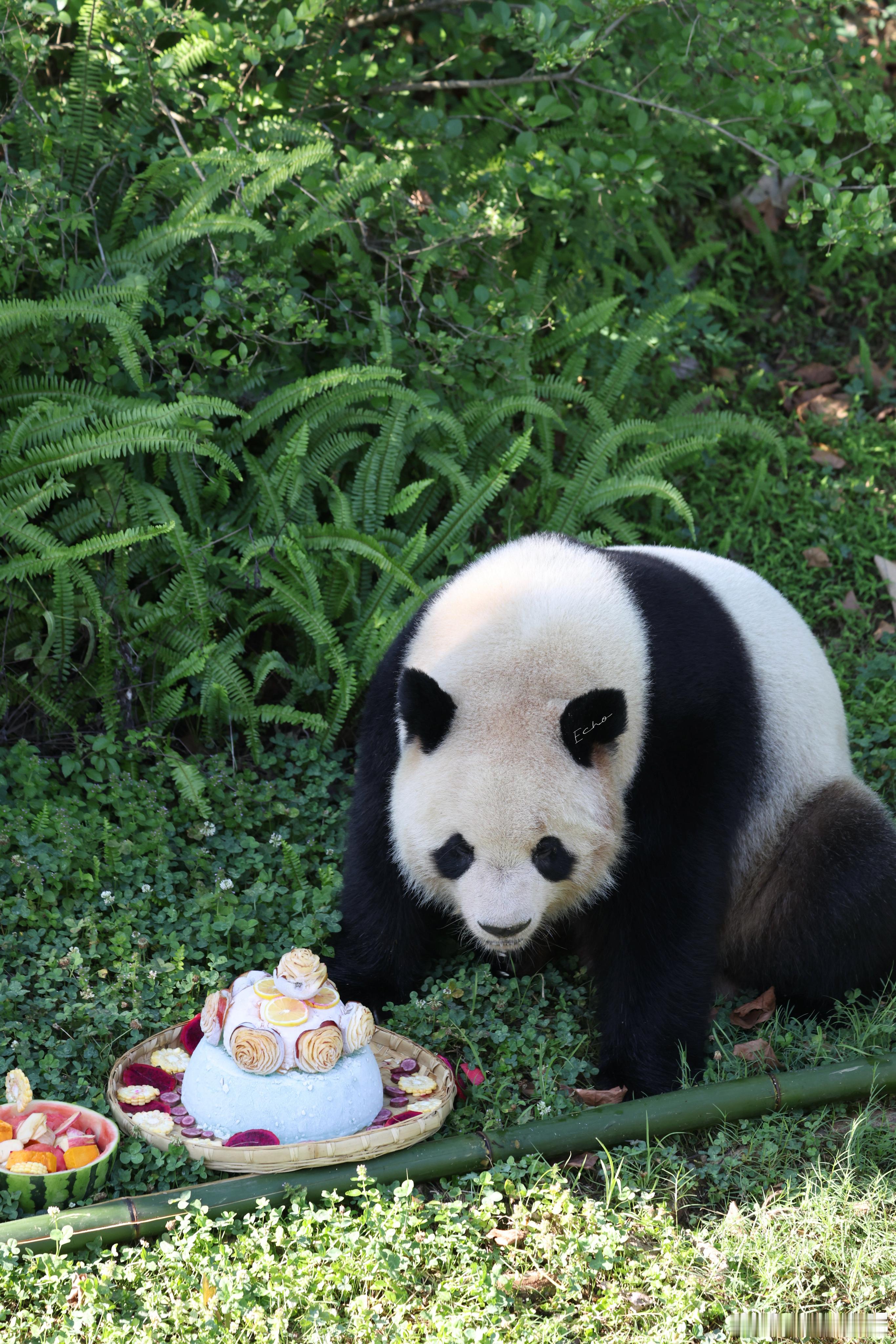 大熊猫圆梦  8.4圆梦梦啊，生日快乐，天天开心，健康平安🎊🎉🎂 成都·成