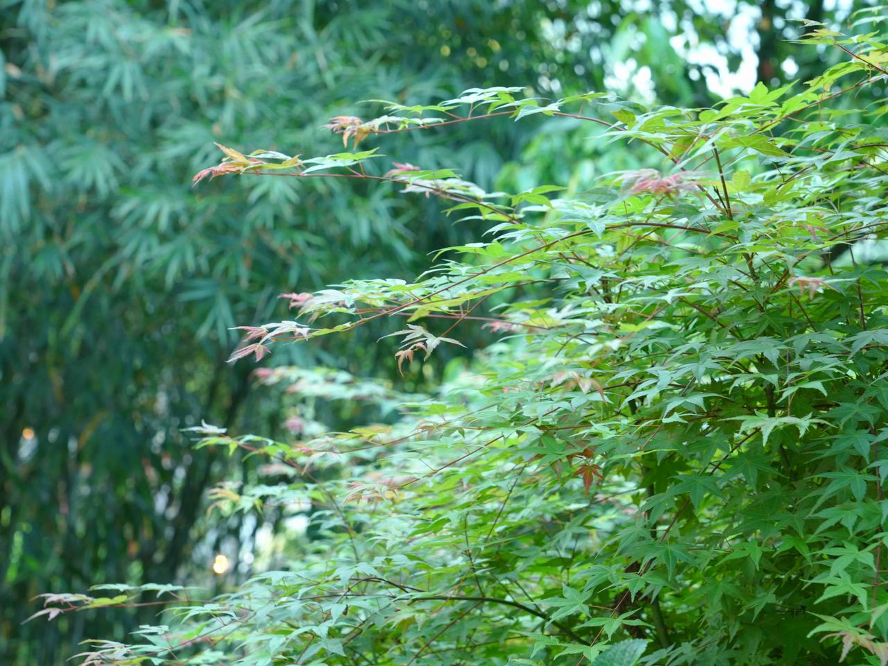 你知道吗？泸州街头巷尾随处可见的枫树，竟藏着这么动人的模样？它不是什么稀罕玩意儿