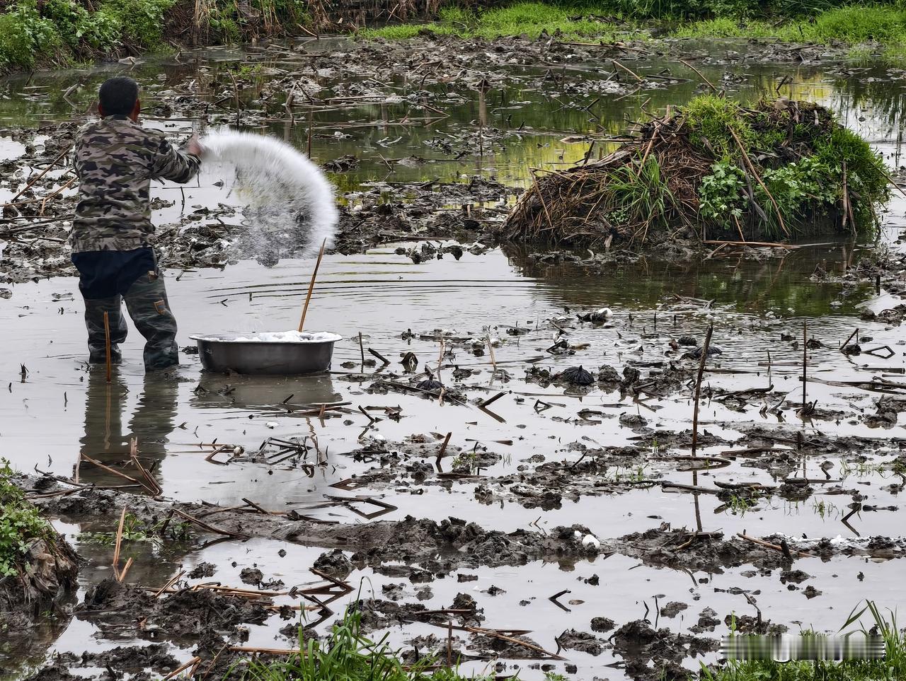 前天在池河拍菜花，看见一块田里农民在地里正在撒化肥，就那么一小块田，竟然放了三四