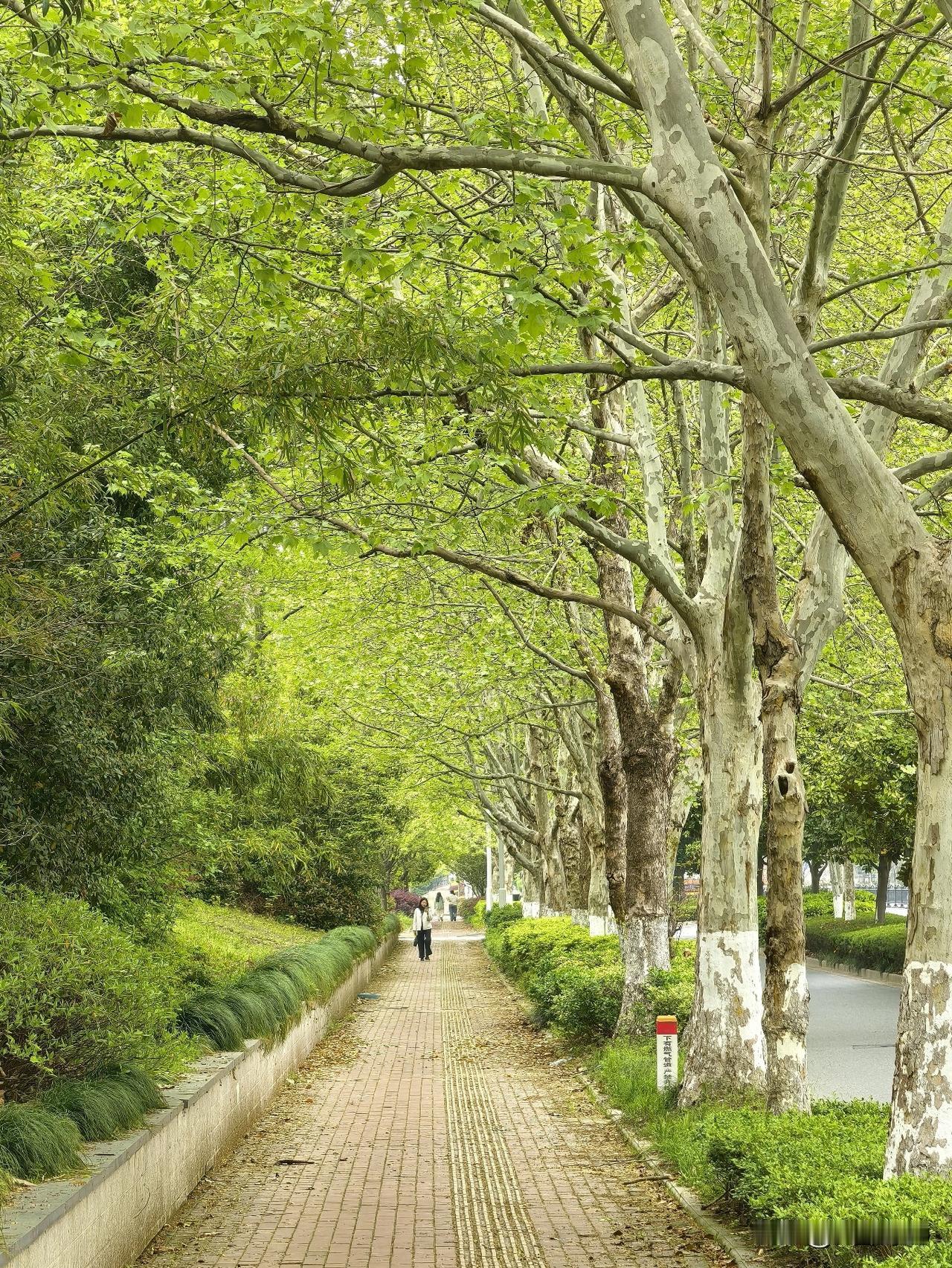 永和路的春天，是会呼吸的绿色。🍃
漫步在红砖步道上，听着脚下沙沙的声响，抬头就