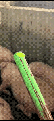 芥末？这是人干的事儿吗？