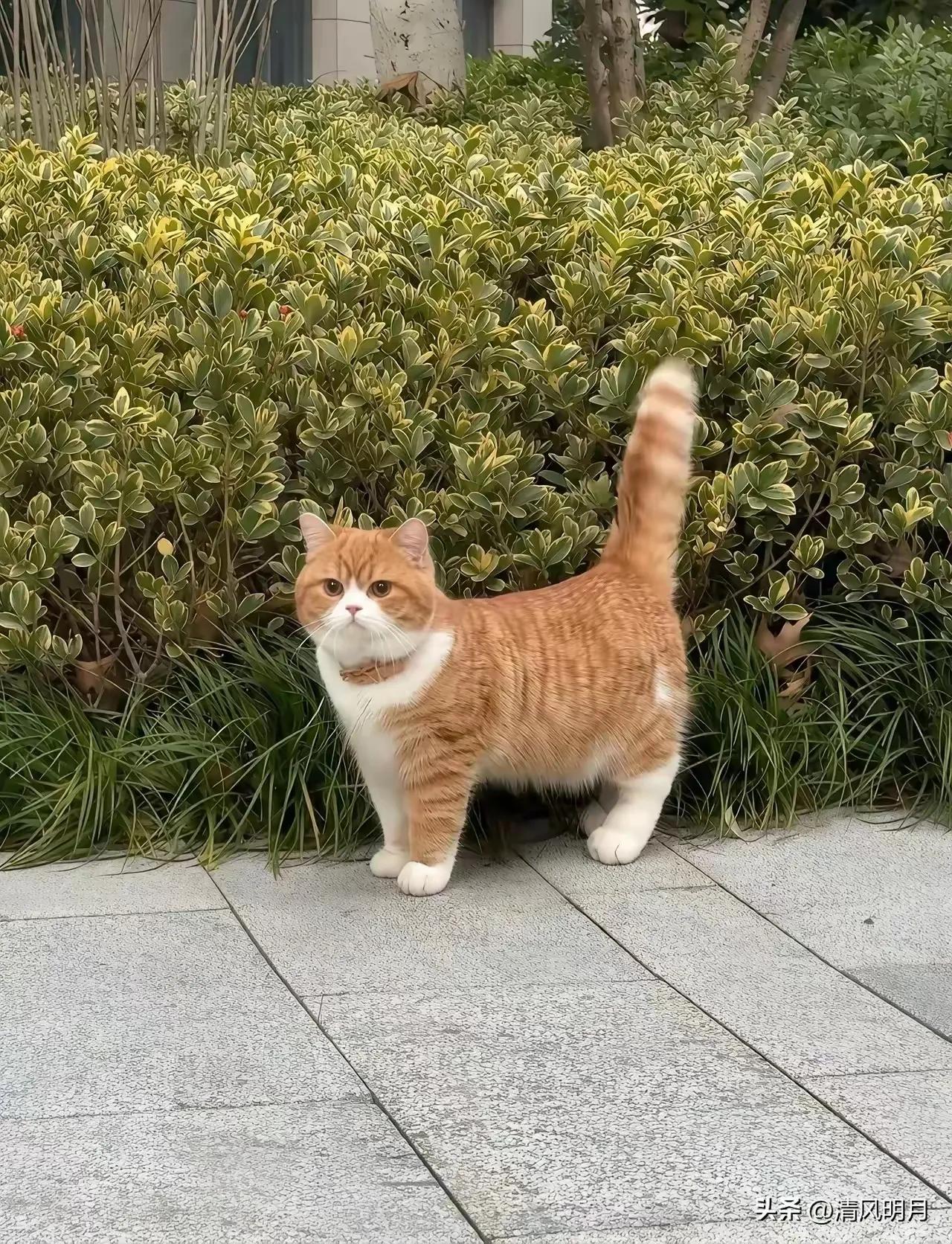 我们小区的大橘，
真的是猫界颜值天花板，
没有之一！
 
每次路过看到它，我都忍