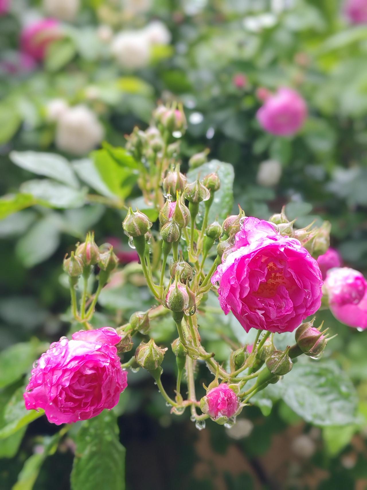 雨中蔷薇

西安这场春雨从清晨就开始落了，一直下到傍晚五点，才渐渐收了声。

我