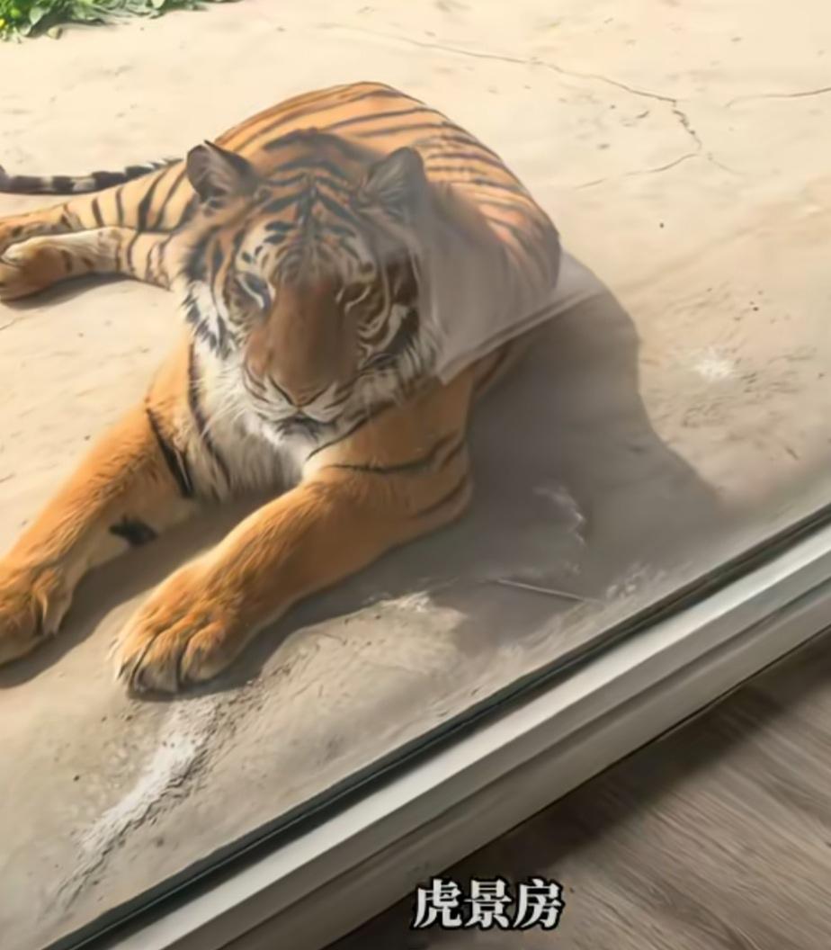 🐯虎景房，听说过吗？[大笑]只有想不到，没有做不到，河南一景区推出了168元一