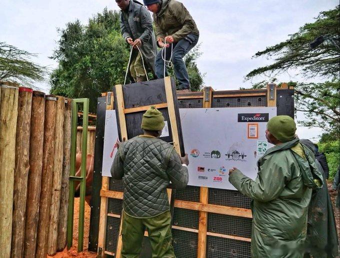 ✈️ 4月28号，四只比大熊猫还稀有的“林中之王”，刚刚完成了从欧洲到非洲的跨国