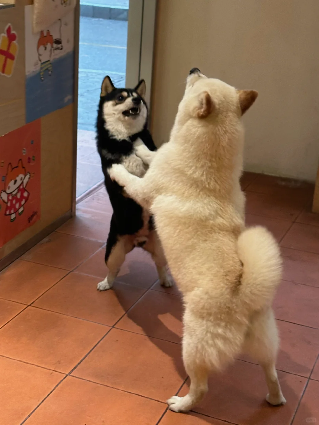 爱的恰恰舞💃🏻