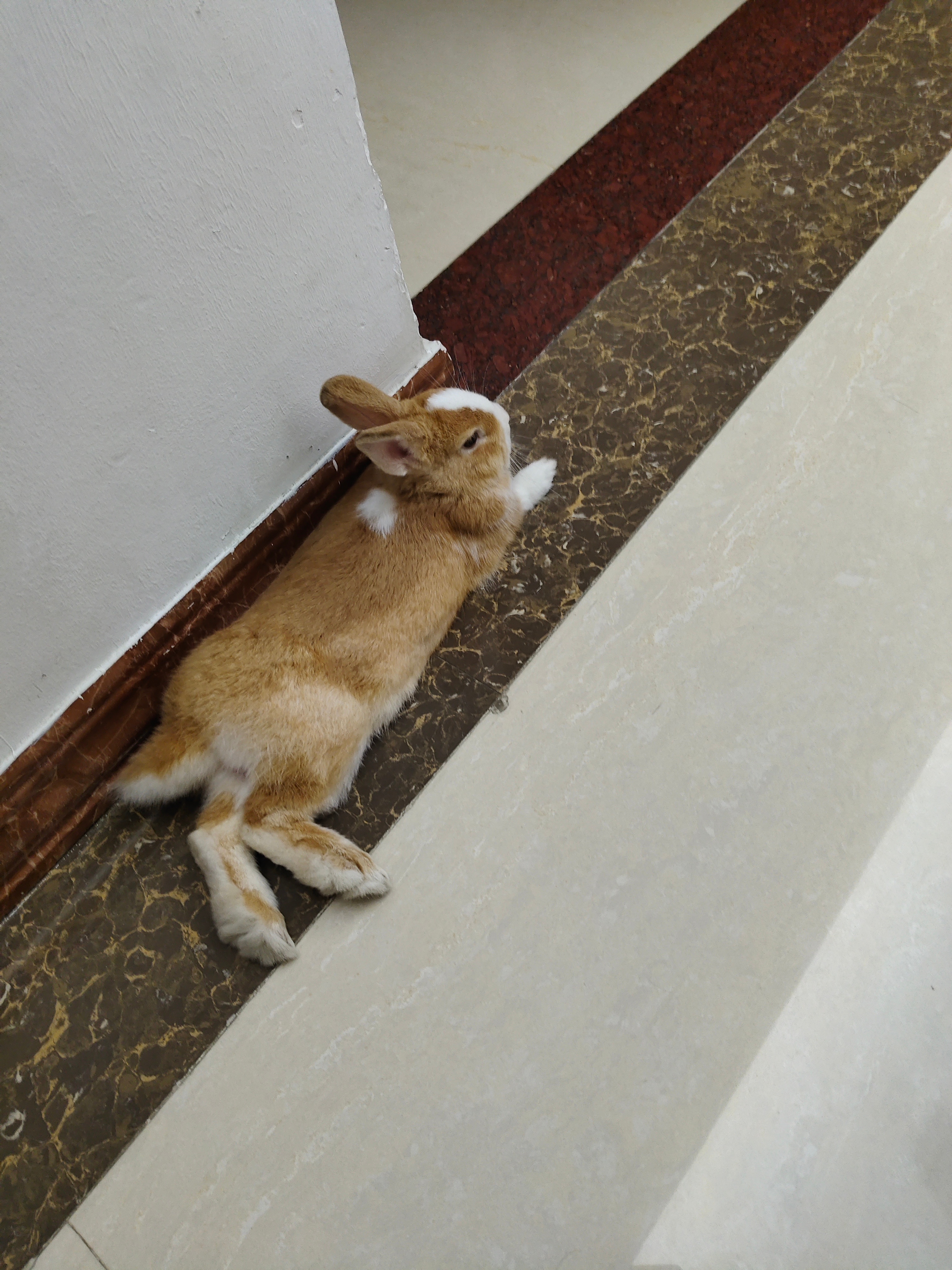 🐰 