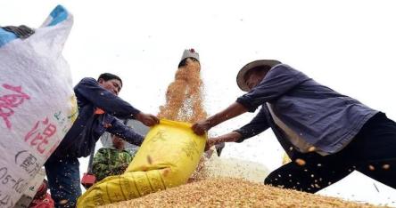 为什么中国粮食价格这么低？说白了这就是国家在给老百姓“保命”，如果粮食价像国际市